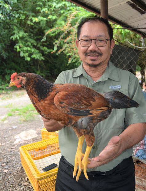 A farmer’s joy! THE ‘MANOK PINOY’ BREED ENTERS THE.